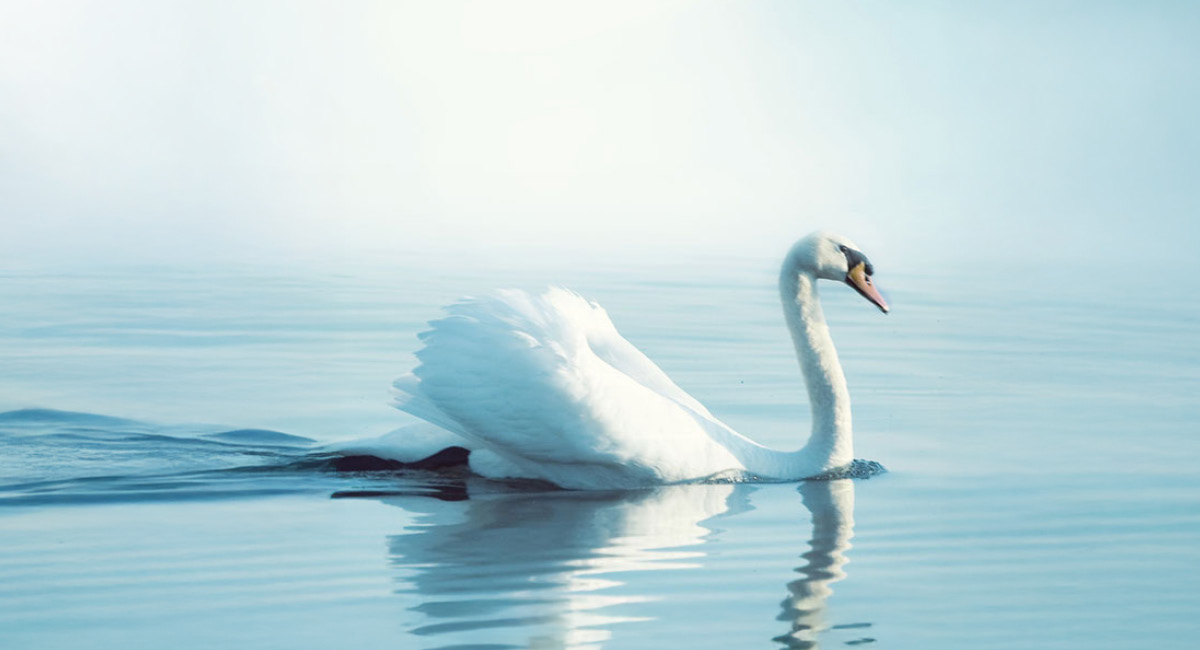 a solitary swan