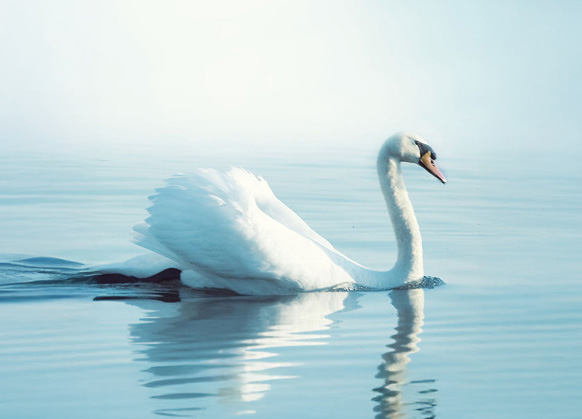 a solitary swan